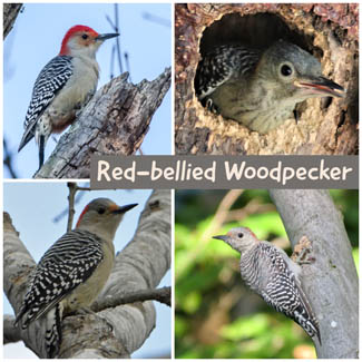 Red-bellied Woodpecker